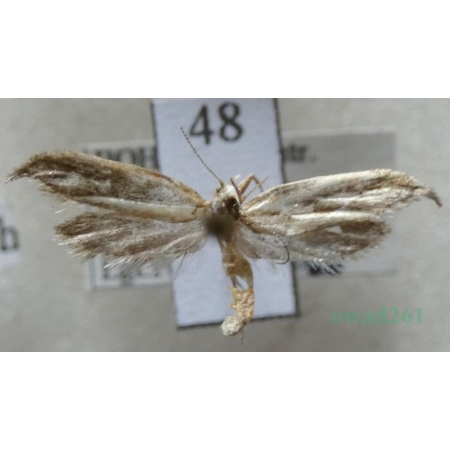 Ypsolopha falcella (Denis & Schiffermüller, 1775) Czech48
